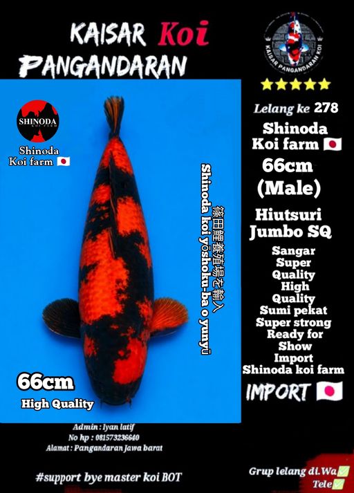 Lelang Koi Online, Jual Beli Ikan Koi, Pusat Jual Beli Koi, Info Lelang Koi Hari Ini, Platform Jual Beli Koi, Jual Beli Ikan Koi Online, Marketplace Ikan Koi, Jual Koi Terbaik, Tempat Beli Koi Berkualitas, Pasar Ikan Koi Online Terpercaya, Penjual Ikan Koi Terpercaya, Beli Koi Hias Online, Ikan Koi untuk Dijual, Koi Kualitas Terbaik, Toko Online Ikan Koi, Koi Hias Untuk Dijual, Jual Beli Ikan Koi Lokal, Koi Indonesia Online, Pusat Jual Beli Koi Terbesar
