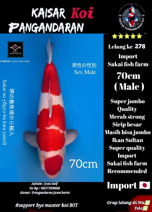 Lelang Koi Online, Jual Beli Ikan Koi, Pusat Jual Beli Koi, Info Lelang Koi Hari Ini, Platform Jual Beli Koi, Jual Beli Ikan Koi Online, Marketplace Ikan Koi, Jual Koi Terbaik, Tempat Beli Koi Berkualitas, Pasar Ikan Koi Online Terpercaya, Penjual Ikan Koi Terpercaya, Beli Koi Hias Online, Ikan Koi untuk Dijual, Koi Kualitas Terbaik, Toko Online Ikan Koi, Koi Hias Untuk Dijual, Jual Beli Ikan Koi Lokal, Koi Indonesia Online, Pusat Jual Beli Koi Terbesar