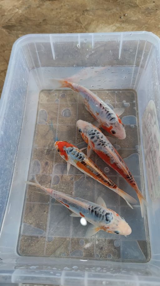 Lelang Koi Online, Jual Beli Ikan Koi, Pusat Jual Beli Koi, Info Lelang Koi Hari Ini, Platform Jual Beli Koi, Jual Beli Ikan Koi Online, Marketplace Ikan Koi, Jual Koi Terbaik, Tempat Beli Koi Berkualitas, Pasar Ikan Koi Online Terpercaya, Penjual Ikan Koi Terpercaya, Beli Koi Hias Online, Ikan Koi untuk Dijual, Koi Kualitas Terbaik, Toko Online Ikan Koi, Koi Hias Untuk Dijual, Jual Beli Ikan Koi Lokal, Koi Indonesia Online, Pusat Jual Beli Koi Terbesar