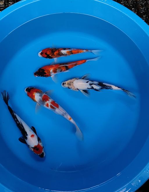 Lelang Koi Online, Jual Beli Ikan Koi, Pusat Jual Beli Koi, Info Lelang Koi Hari Ini, Platform Jual Beli Koi, Jual Beli Ikan Koi Online, Marketplace Ikan Koi, Jual Koi Terbaik, Tempat Beli Koi Berkualitas, Pasar Ikan Koi Online Terpercaya, Penjual Ikan Koi Terpercaya, Beli Koi Hias Online, Ikan Koi untuk Dijual, Koi Kualitas Terbaik, Toko Online Ikan Koi, Koi Hias Untuk Dijual, Jual Beli Ikan Koi Lokal, Koi Indonesia Online, Pusat Jual Beli Koi Terbesar
