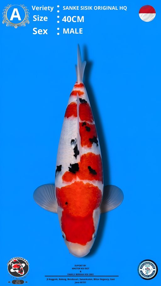 Lelang Koi Online, Jual Beli Ikan Koi, Pusat Jual Beli Koi, Info Lelang Koi Hari Ini, Platform Jual Beli Koi, Jual Beli Ikan Koi Online, Marketplace Ikan Koi, Jual Koi Terbaik, Tempat Beli Koi Berkualitas, Pasar Ikan Koi Online Terpercaya, Penjual Ikan Koi Terpercaya, Beli Koi Hias Online, Ikan Koi untuk Dijual, Koi Kualitas Terbaik, Toko Online Ikan Koi, Koi Hias Untuk Dijual, Jual Beli Ikan Koi Lokal, Koi Indonesia Online, Pusat Jual Beli Koi Terbesar