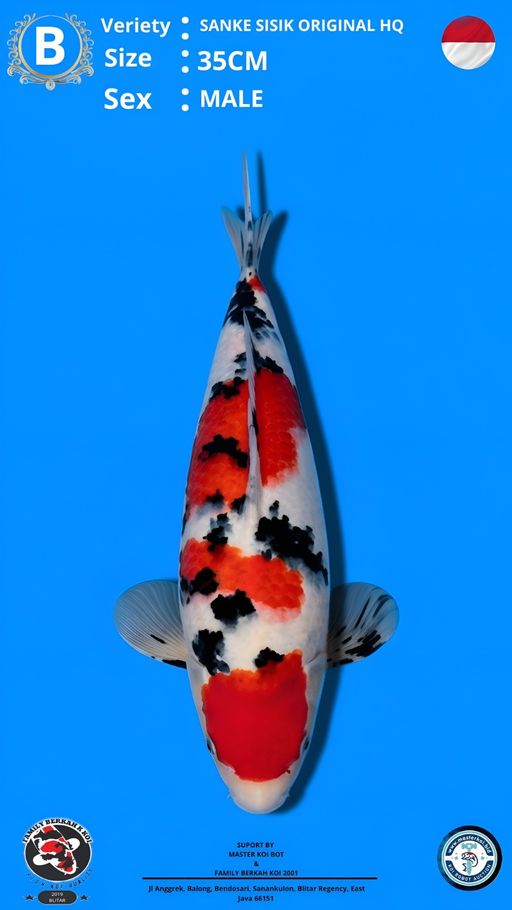 Lelang Koi Online, Jual Beli Ikan Koi, Pusat Jual Beli Koi, Info Lelang Koi Hari Ini, Platform Jual Beli Koi, Jual Beli Ikan Koi Online, Marketplace Ikan Koi, Jual Koi Terbaik, Tempat Beli Koi Berkualitas, Pasar Ikan Koi Online Terpercaya, Penjual Ikan Koi Terpercaya, Beli Koi Hias Online, Ikan Koi untuk Dijual, Koi Kualitas Terbaik, Toko Online Ikan Koi, Koi Hias Untuk Dijual, Jual Beli Ikan Koi Lokal, Koi Indonesia Online, Pusat Jual Beli Koi Terbesar