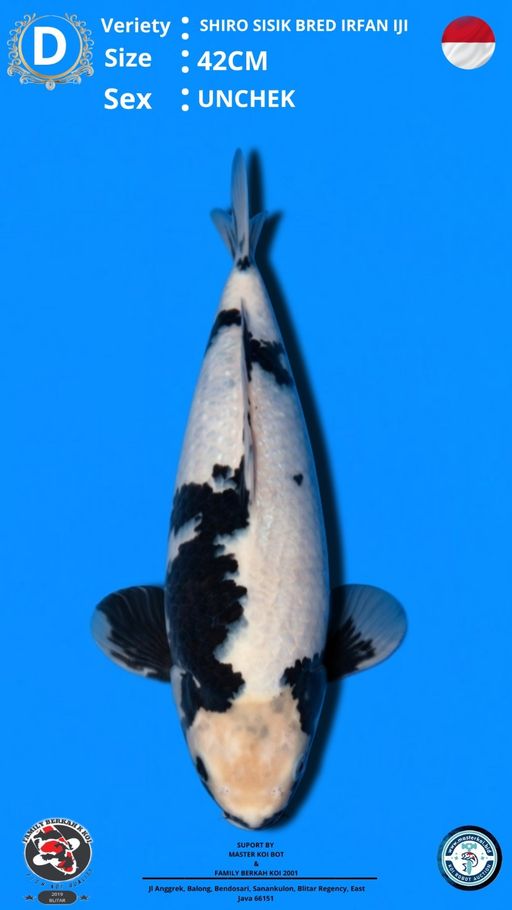 Lelang Koi Online, Jual Beli Ikan Koi, Pusat Jual Beli Koi, Info Lelang Koi Hari Ini, Platform Jual Beli Koi, Jual Beli Ikan Koi Online, Marketplace Ikan Koi, Jual Koi Terbaik, Tempat Beli Koi Berkualitas, Pasar Ikan Koi Online Terpercaya, Penjual Ikan Koi Terpercaya, Beli Koi Hias Online, Ikan Koi untuk Dijual, Koi Kualitas Terbaik, Toko Online Ikan Koi, Koi Hias Untuk Dijual, Jual Beli Ikan Koi Lokal, Koi Indonesia Online, Pusat Jual Beli Koi Terbesar