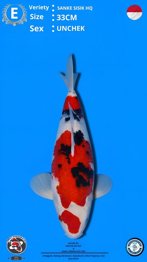 Lelang Koi Online, Jual Beli Ikan Koi, Pusat Jual Beli Koi, Info Lelang Koi Hari Ini, Platform Jual Beli Koi, Jual Beli Ikan Koi Online, Marketplace Ikan Koi, Jual Koi Terbaik, Tempat Beli Koi Berkualitas, Pasar Ikan Koi Online Terpercaya, Penjual Ikan Koi Terpercaya, Beli Koi Hias Online, Ikan Koi untuk Dijual, Koi Kualitas Terbaik, Toko Online Ikan Koi, Koi Hias Untuk Dijual, Jual Beli Ikan Koi Lokal, Koi Indonesia Online, Pusat Jual Beli Koi Terbesar