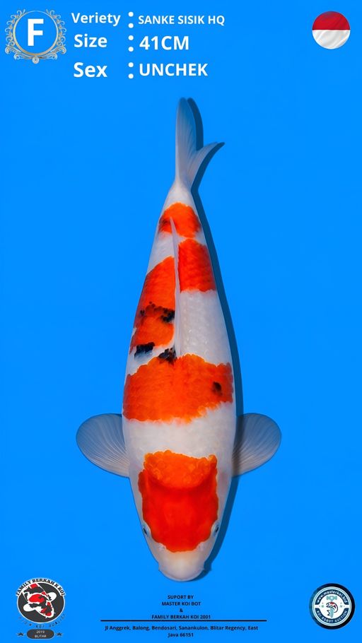 Lelang Koi Online, Jual Beli Ikan Koi, Pusat Jual Beli Koi, Info Lelang Koi Hari Ini, Platform Jual Beli Koi, Jual Beli Ikan Koi Online, Marketplace Ikan Koi, Jual Koi Terbaik, Tempat Beli Koi Berkualitas, Pasar Ikan Koi Online Terpercaya, Penjual Ikan Koi Terpercaya, Beli Koi Hias Online, Ikan Koi untuk Dijual, Koi Kualitas Terbaik, Toko Online Ikan Koi, Koi Hias Untuk Dijual, Jual Beli Ikan Koi Lokal, Koi Indonesia Online, Pusat Jual Beli Koi Terbesar
