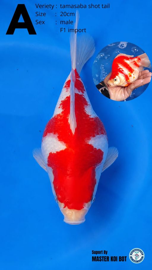 Lelang Koi Online, Jual Beli Ikan Koi, Pusat Jual Beli Koi, Info Lelang Koi Hari Ini, Platform Jual Beli Koi, Jual Beli Ikan Koi Online, Marketplace Ikan Koi, Jual Koi Terbaik, Tempat Beli Koi Berkualitas, Pasar Ikan Koi Online Terpercaya, Penjual Ikan Koi Terpercaya, Beli Koi Hias Online, Ikan Koi untuk Dijual, Koi Kualitas Terbaik, Toko Online Ikan Koi, Koi Hias Untuk Dijual, Jual Beli Ikan Koi Lokal, Koi Indonesia Online, Pusat Jual Beli Koi Terbesar