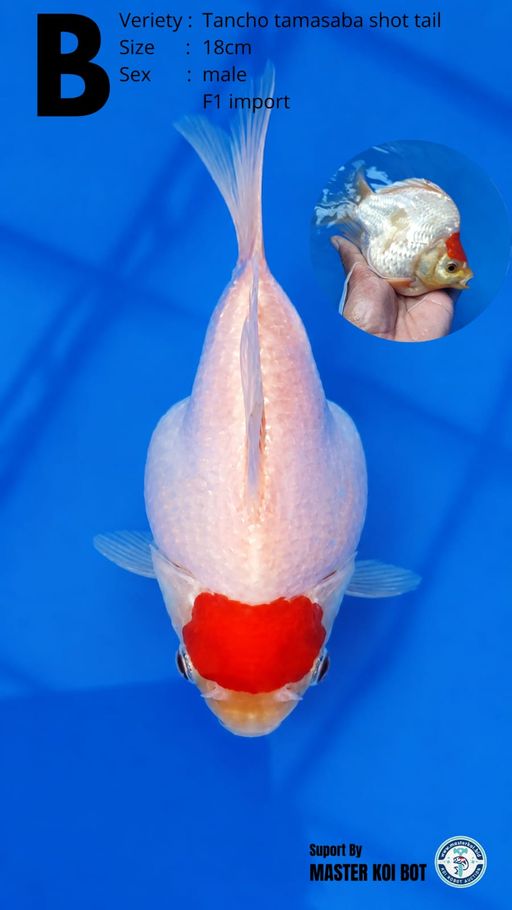Lelang Koi Online, Jual Beli Ikan Koi, Pusat Jual Beli Koi, Info Lelang Koi Hari Ini, Platform Jual Beli Koi, Jual Beli Ikan Koi Online, Marketplace Ikan Koi, Jual Koi Terbaik, Tempat Beli Koi Berkualitas, Pasar Ikan Koi Online Terpercaya, Penjual Ikan Koi Terpercaya, Beli Koi Hias Online, Ikan Koi untuk Dijual, Koi Kualitas Terbaik, Toko Online Ikan Koi, Koi Hias Untuk Dijual, Jual Beli Ikan Koi Lokal, Koi Indonesia Online, Pusat Jual Beli Koi Terbesar