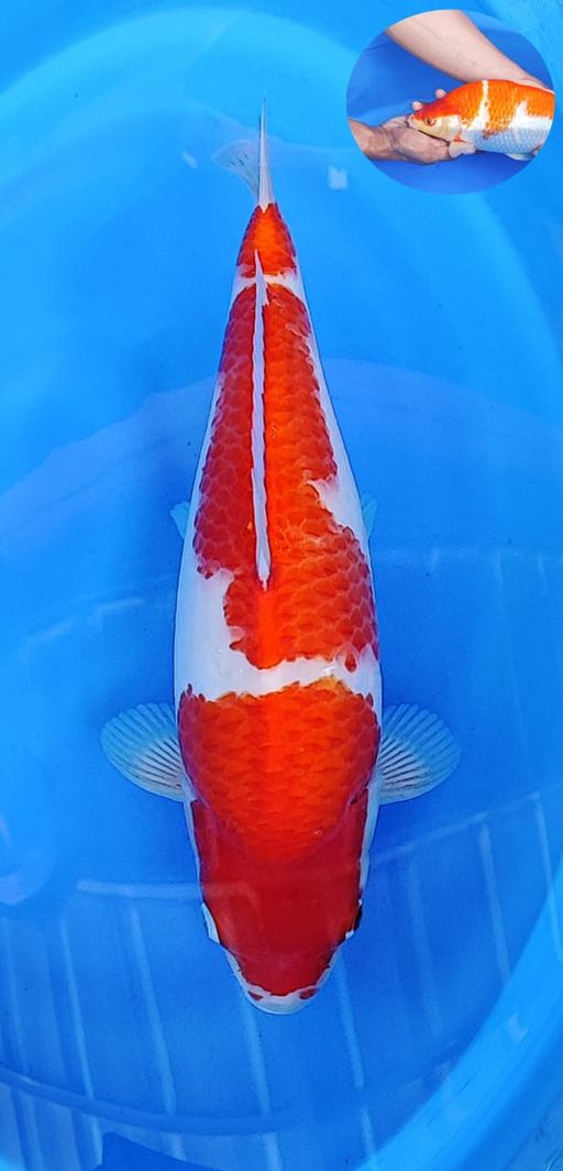 Lelang Koi Online, Jual Beli Ikan Koi, Pusat Jual Beli Koi, Info Lelang Koi Hari Ini, Platform Jual Beli Koi, Jual Beli Ikan Koi Online, Marketplace Ikan Koi, Jual Koi Terbaik, Tempat Beli Koi Berkualitas, Pasar Ikan Koi Online Terpercaya, Penjual Ikan Koi Terpercaya, Beli Koi Hias Online, Ikan Koi untuk Dijual, Koi Kualitas Terbaik, Toko Online Ikan Koi, Koi Hias Untuk Dijual, Jual Beli Ikan Koi Lokal, Koi Indonesia Online, Pusat Jual Beli Koi Terbesar