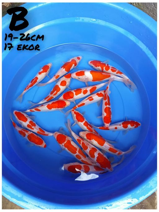 Lelang Koi Online, Jual Beli Ikan Koi, Pusat Jual Beli Koi, Info Lelang Koi Hari Ini, Platform Jual Beli Koi, Jual Beli Ikan Koi Online, Marketplace Ikan Koi, Jual Koi Terbaik, Tempat Beli Koi Berkualitas, Pasar Ikan Koi Online Terpercaya, Penjual Ikan Koi Terpercaya, Beli Koi Hias Online, Ikan Koi untuk Dijual, Koi Kualitas Terbaik, Toko Online Ikan Koi, Koi Hias Untuk Dijual, Jual Beli Ikan Koi Lokal, Koi Indonesia Online, Pusat Jual Beli Koi Terbesar