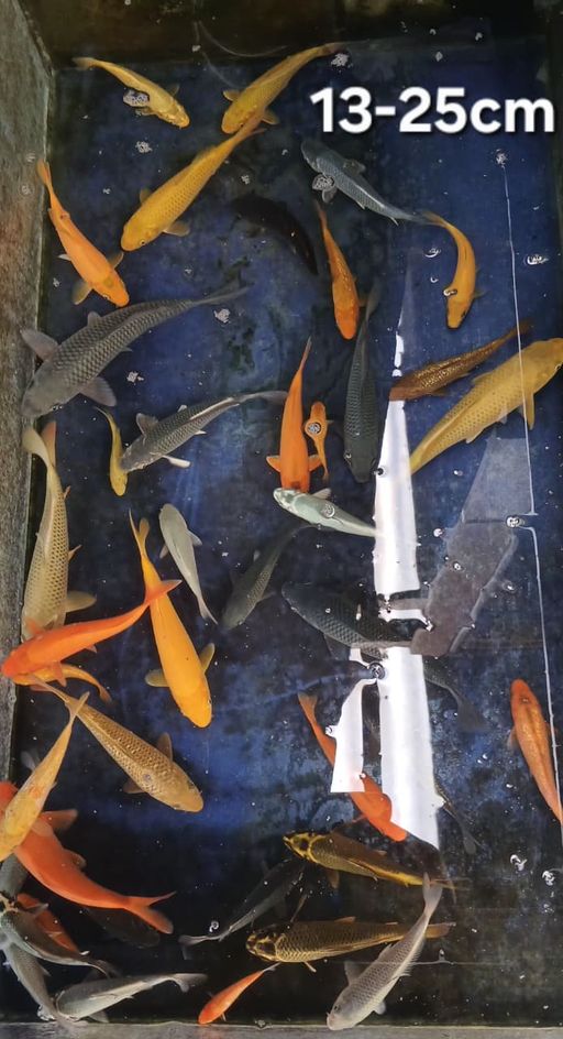 Lelang Koi Online, Jual Beli Ikan Koi, Pusat Jual Beli Koi, Info Lelang Koi Hari Ini, Platform Jual Beli Koi, Jual Beli Ikan Koi Online, Marketplace Ikan Koi, Jual Koi Terbaik, Tempat Beli Koi Berkualitas, Pasar Ikan Koi Online Terpercaya, Penjual Ikan Koi Terpercaya, Beli Koi Hias Online, Ikan Koi untuk Dijual, Koi Kualitas Terbaik, Toko Online Ikan Koi, Koi Hias Untuk Dijual, Jual Beli Ikan Koi Lokal, Koi Indonesia Online, Pusat Jual Beli Koi Terbesar