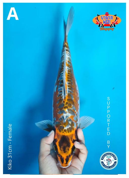Lelang Koi Online, Jual Beli Ikan Koi, Pusat Jual Beli Koi, Info Lelang Koi Hari Ini, Platform Jual Beli Koi, Jual Beli Ikan Koi Online, Marketplace Ikan Koi, Jual Koi Terbaik, Tempat Beli Koi Berkualitas, Pasar Ikan Koi Online Terpercaya, Penjual Ikan Koi Terpercaya, Beli Koi Hias Online, Ikan Koi untuk Dijual, Koi Kualitas Terbaik, Toko Online Ikan Koi, Koi Hias Untuk Dijual, Jual Beli Ikan Koi Lokal, Koi Indonesia Online, Pusat Jual Beli Koi Terbesar