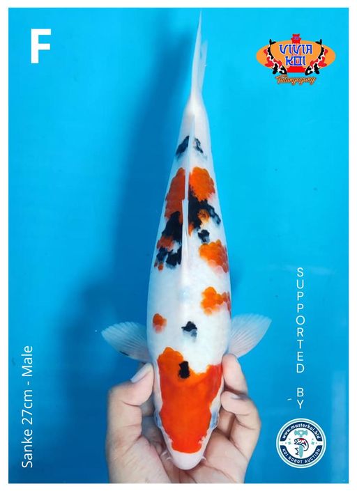 Lelang Koi Online, Jual Beli Ikan Koi, Pusat Jual Beli Koi, Info Lelang Koi Hari Ini, Platform Jual Beli Koi, Jual Beli Ikan Koi Online, Marketplace Ikan Koi, Jual Koi Terbaik, Tempat Beli Koi Berkualitas, Pasar Ikan Koi Online Terpercaya, Penjual Ikan Koi Terpercaya, Beli Koi Hias Online, Ikan Koi untuk Dijual, Koi Kualitas Terbaik, Toko Online Ikan Koi, Koi Hias Untuk Dijual, Jual Beli Ikan Koi Lokal, Koi Indonesia Online, Pusat Jual Beli Koi Terbesar
