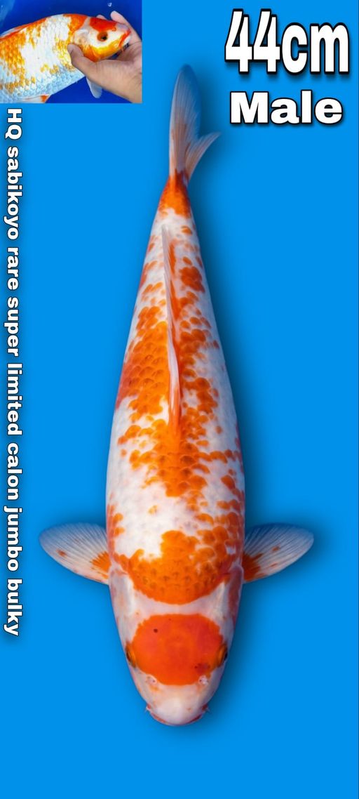 Lelang Koi Online, Jual Beli Ikan Koi, Pusat Jual Beli Koi, Info Lelang Koi Hari Ini, Platform Jual Beli Koi, Jual Beli Ikan Koi Online, Marketplace Ikan Koi, Jual Koi Terbaik, Tempat Beli Koi Berkualitas, Pasar Ikan Koi Online Terpercaya, Penjual Ikan Koi Terpercaya, Beli Koi Hias Online, Ikan Koi untuk Dijual, Koi Kualitas Terbaik, Toko Online Ikan Koi, Koi Hias Untuk Dijual, Jual Beli Ikan Koi Lokal, Koi Indonesia Online, Pusat Jual Beli Koi Terbesar