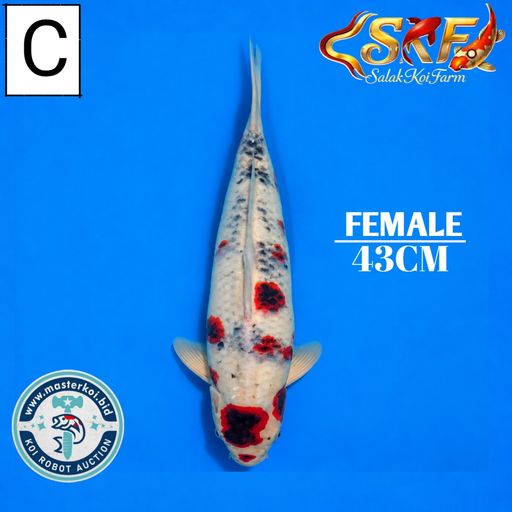 Lelang Koi Online, Jual Beli Ikan Koi, Pusat Jual Beli Koi, Info Lelang Koi Hari Ini, Platform Jual Beli Koi, Jual Beli Ikan Koi Online, Marketplace Ikan Koi, Jual Koi Terbaik, Tempat Beli Koi Berkualitas, Pasar Ikan Koi Online Terpercaya, Penjual Ikan Koi Terpercaya, Beli Koi Hias Online, Ikan Koi untuk Dijual, Koi Kualitas Terbaik, Toko Online Ikan Koi, Koi Hias Untuk Dijual, Jual Beli Ikan Koi Lokal, Koi Indonesia Online, Pusat Jual Beli Koi Terbesar