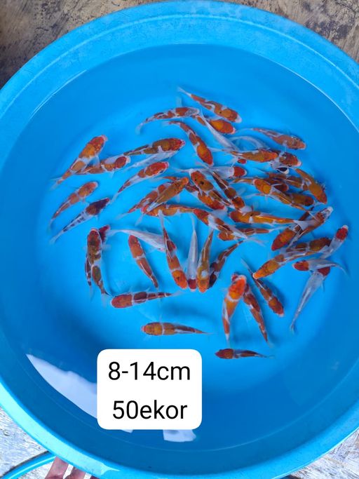 Lelang Koi Online, Jual Beli Ikan Koi, Pusat Jual Beli Koi, Info Lelang Koi Hari Ini, Platform Jual Beli Koi, Jual Beli Ikan Koi Online, Marketplace Ikan Koi, Jual Koi Terbaik, Tempat Beli Koi Berkualitas, Pasar Ikan Koi Online Terpercaya, Penjual Ikan Koi Terpercaya, Beli Koi Hias Online, Ikan Koi untuk Dijual, Koi Kualitas Terbaik, Toko Online Ikan Koi, Koi Hias Untuk Dijual, Jual Beli Ikan Koi Lokal, Koi Indonesia Online, Pusat Jual Beli Koi Terbesar