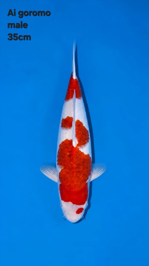 Lelang Koi Online, Jual Beli Ikan Koi, Pusat Jual Beli Koi, Info Lelang Koi Hari Ini, Platform Jual Beli Koi, Jual Beli Ikan Koi Online, Marketplace Ikan Koi, Jual Koi Terbaik, Tempat Beli Koi Berkualitas, Pasar Ikan Koi Online Terpercaya, Penjual Ikan Koi Terpercaya, Beli Koi Hias Online, Ikan Koi untuk Dijual, Koi Kualitas Terbaik, Toko Online Ikan Koi, Koi Hias Untuk Dijual, Jual Beli Ikan Koi Lokal, Koi Indonesia Online, Pusat Jual Beli Koi Terbesar