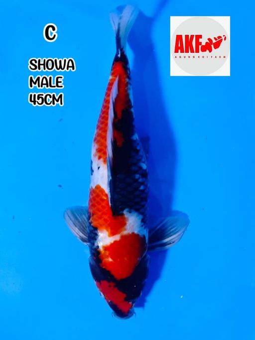 Lelang Koi Online, Jual Beli Ikan Koi, Pusat Jual Beli Koi, Info Lelang Koi Hari Ini, Platform Jual Beli Koi, Jual Beli Ikan Koi Online, Marketplace Ikan Koi, Jual Koi Terbaik, Tempat Beli Koi Berkualitas, Pasar Ikan Koi Online Terpercaya, Penjual Ikan Koi Terpercaya, Beli Koi Hias Online, Ikan Koi untuk Dijual, Koi Kualitas Terbaik, Toko Online Ikan Koi, Koi Hias Untuk Dijual, Jual Beli Ikan Koi Lokal, Koi Indonesia Online, Pusat Jual Beli Koi Terbesar
