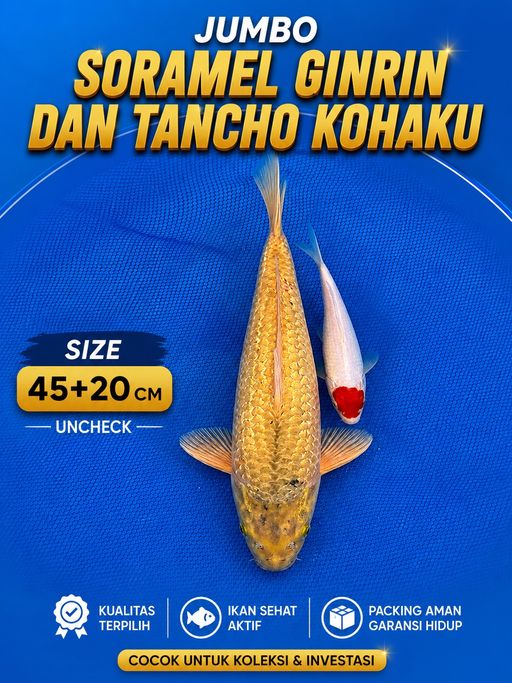 Lelang Koi Online, Jual Beli Ikan Koi, Pusat Jual Beli Koi, Info Lelang Koi Hari Ini, Platform Jual Beli Koi, Jual Beli Ikan Koi Online, Marketplace Ikan Koi, Jual Koi Terbaik, Tempat Beli Koi Berkualitas, Pasar Ikan Koi Online Terpercaya, Penjual Ikan Koi Terpercaya, Beli Koi Hias Online, Ikan Koi untuk Dijual, Koi Kualitas Terbaik, Toko Online Ikan Koi, Koi Hias Untuk Dijual, Jual Beli Ikan Koi Lokal, Koi Indonesia Online, Pusat Jual Beli Koi Terbesar