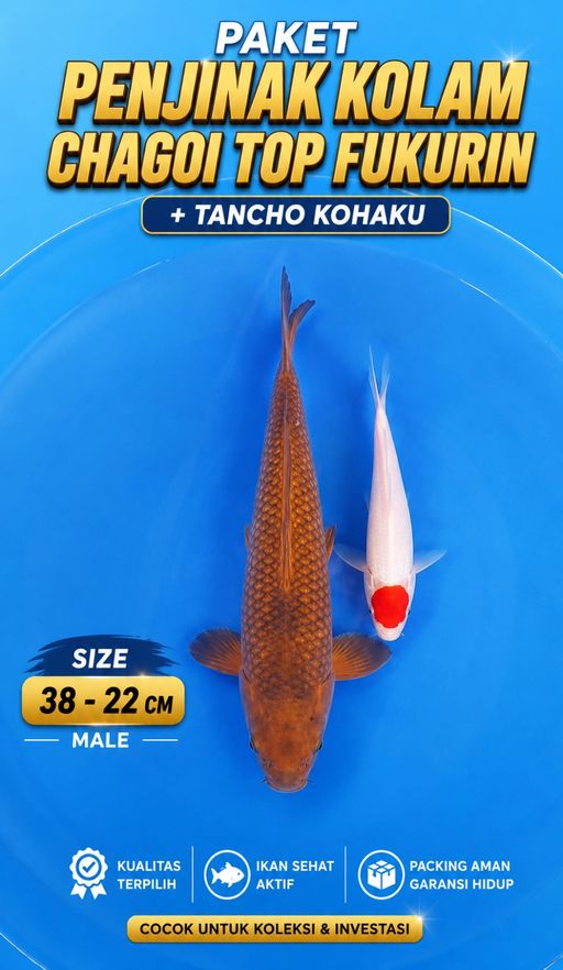 Lelang Koi Online, Jual Beli Ikan Koi, Pusat Jual Beli Koi, Info Lelang Koi Hari Ini, Platform Jual Beli Koi, Jual Beli Ikan Koi Online, Marketplace Ikan Koi, Jual Koi Terbaik, Tempat Beli Koi Berkualitas, Pasar Ikan Koi Online Terpercaya, Penjual Ikan Koi Terpercaya, Beli Koi Hias Online, Ikan Koi untuk Dijual, Koi Kualitas Terbaik, Toko Online Ikan Koi, Koi Hias Untuk Dijual, Jual Beli Ikan Koi Lokal, Koi Indonesia Online, Pusat Jual Beli Koi Terbesar