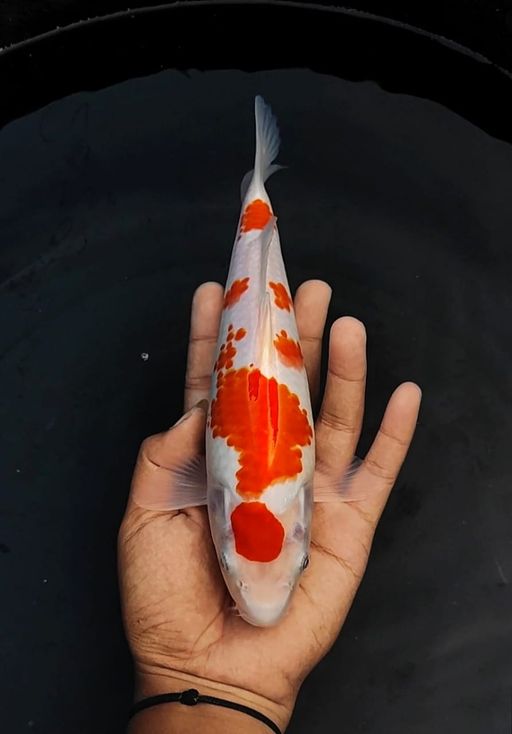 Lelang Koi Online, Jual Beli Ikan Koi, Pusat Jual Beli Koi, Info Lelang Koi Hari Ini, Platform Jual Beli Koi, Jual Beli Ikan Koi Online, Marketplace Ikan Koi, Jual Koi Terbaik, Tempat Beli Koi Berkualitas, Pasar Ikan Koi Online Terpercaya, Penjual Ikan Koi Terpercaya, Beli Koi Hias Online, Ikan Koi untuk Dijual, Koi Kualitas Terbaik, Toko Online Ikan Koi, Koi Hias Untuk Dijual, Jual Beli Ikan Koi Lokal, Koi Indonesia Online, Pusat Jual Beli Koi Terbesar