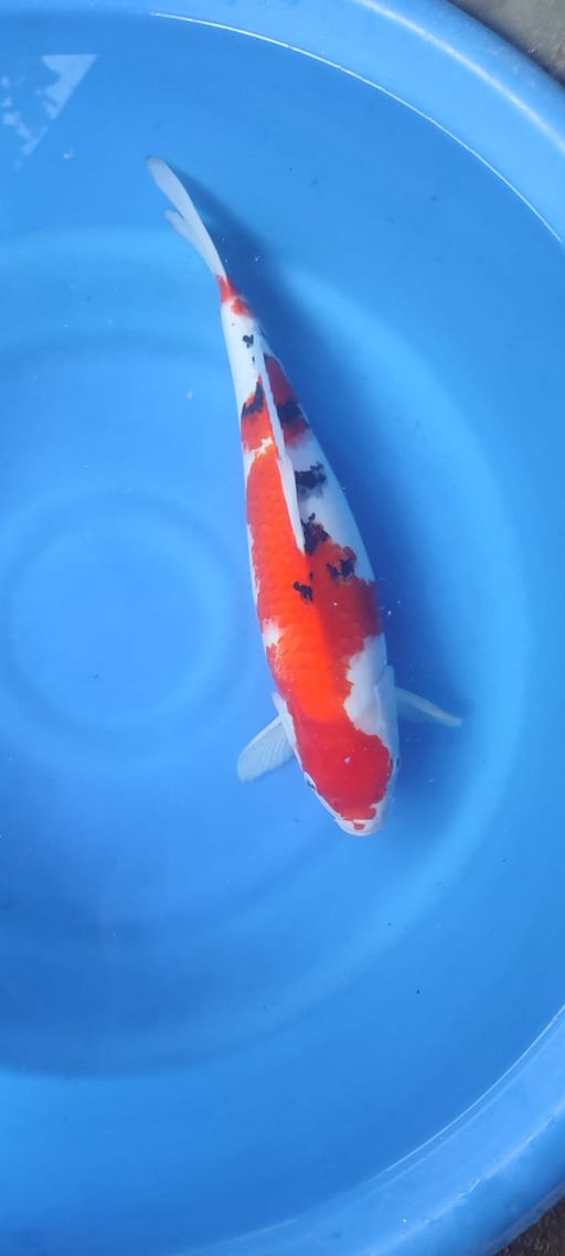 Lelang Koi Online, Jual Beli Ikan Koi, Pusat Jual Beli Koi, Info Lelang Koi Hari Ini, Platform Jual Beli Koi, Jual Beli Ikan Koi Online, Marketplace Ikan Koi, Jual Koi Terbaik, Tempat Beli Koi Berkualitas, Pasar Ikan Koi Online Terpercaya, Penjual Ikan Koi Terpercaya, Beli Koi Hias Online, Ikan Koi untuk Dijual, Koi Kualitas Terbaik, Toko Online Ikan Koi, Koi Hias Untuk Dijual, Jual Beli Ikan Koi Lokal, Koi Indonesia Online, Pusat Jual Beli Koi Terbesar