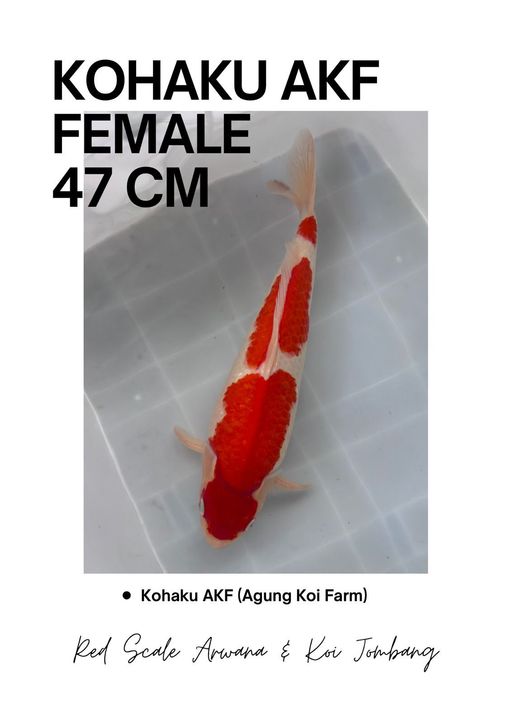 Lelang Koi Online, Jual Beli Ikan Koi, Pusat Jual Beli Koi, Info Lelang Koi Hari Ini, Platform Jual Beli Koi, Jual Beli Ikan Koi Online, Marketplace Ikan Koi, Jual Koi Terbaik, Tempat Beli Koi Berkualitas, Pasar Ikan Koi Online Terpercaya, Penjual Ikan Koi Terpercaya, Beli Koi Hias Online, Ikan Koi untuk Dijual, Koi Kualitas Terbaik, Toko Online Ikan Koi, Koi Hias Untuk Dijual, Jual Beli Ikan Koi Lokal, Koi Indonesia Online, Pusat Jual Beli Koi Terbesar
