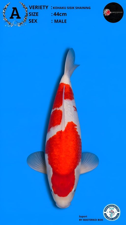 Lelang Koi Online, Jual Beli Ikan Koi, Pusat Jual Beli Koi, Info Lelang Koi Hari Ini, Platform Jual Beli Koi, Jual Beli Ikan Koi Online, Marketplace Ikan Koi, Jual Koi Terbaik, Tempat Beli Koi Berkualitas, Pasar Ikan Koi Online Terpercaya, Penjual Ikan Koi Terpercaya, Beli Koi Hias Online, Ikan Koi untuk Dijual, Koi Kualitas Terbaik, Toko Online Ikan Koi, Koi Hias Untuk Dijual, Jual Beli Ikan Koi Lokal, Koi Indonesia Online, Pusat Jual Beli Koi Terbesar