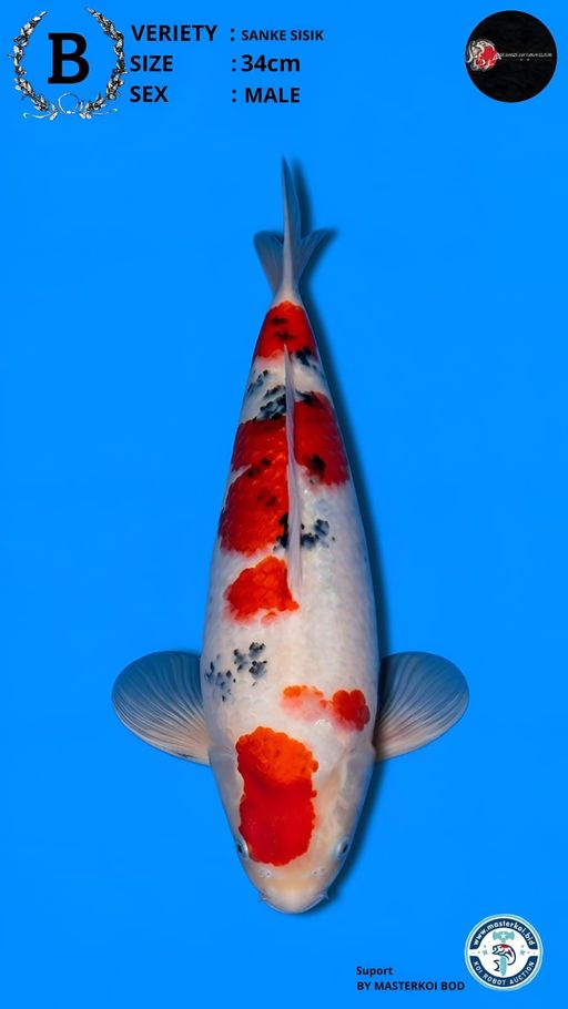 Lelang Koi Online, Jual Beli Ikan Koi, Pusat Jual Beli Koi, Info Lelang Koi Hari Ini, Platform Jual Beli Koi, Jual Beli Ikan Koi Online, Marketplace Ikan Koi, Jual Koi Terbaik, Tempat Beli Koi Berkualitas, Pasar Ikan Koi Online Terpercaya, Penjual Ikan Koi Terpercaya, Beli Koi Hias Online, Ikan Koi untuk Dijual, Koi Kualitas Terbaik, Toko Online Ikan Koi, Koi Hias Untuk Dijual, Jual Beli Ikan Koi Lokal, Koi Indonesia Online, Pusat Jual Beli Koi Terbesar