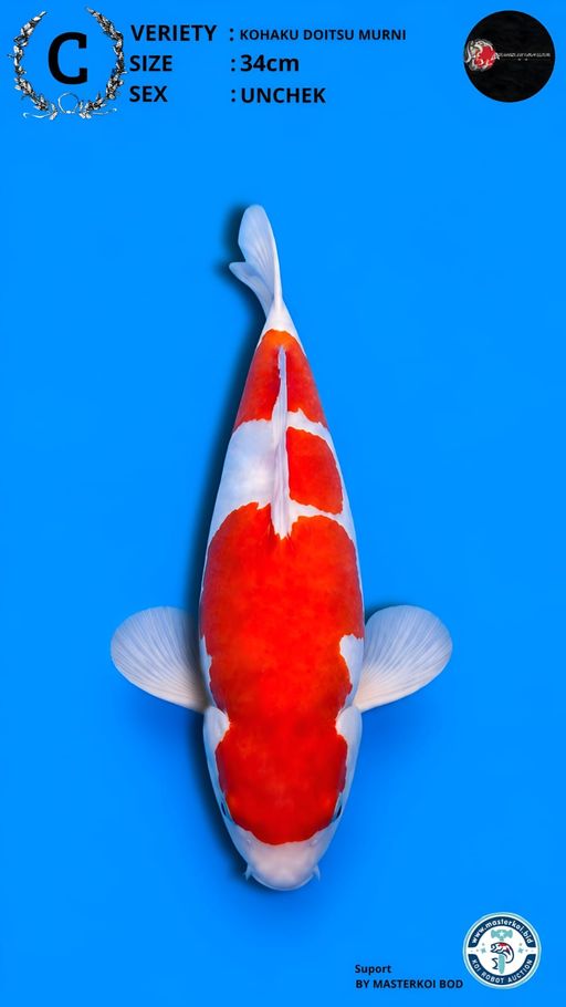 Lelang Koi Online, Jual Beli Ikan Koi, Pusat Jual Beli Koi, Info Lelang Koi Hari Ini, Platform Jual Beli Koi, Jual Beli Ikan Koi Online, Marketplace Ikan Koi, Jual Koi Terbaik, Tempat Beli Koi Berkualitas, Pasar Ikan Koi Online Terpercaya, Penjual Ikan Koi Terpercaya, Beli Koi Hias Online, Ikan Koi untuk Dijual, Koi Kualitas Terbaik, Toko Online Ikan Koi, Koi Hias Untuk Dijual, Jual Beli Ikan Koi Lokal, Koi Indonesia Online, Pusat Jual Beli Koi Terbesar