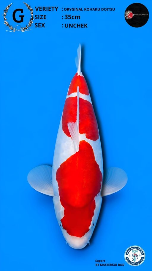 Lelang Koi Online, Jual Beli Ikan Koi, Pusat Jual Beli Koi, Info Lelang Koi Hari Ini, Platform Jual Beli Koi, Jual Beli Ikan Koi Online, Marketplace Ikan Koi, Jual Koi Terbaik, Tempat Beli Koi Berkualitas, Pasar Ikan Koi Online Terpercaya, Penjual Ikan Koi Terpercaya, Beli Koi Hias Online, Ikan Koi untuk Dijual, Koi Kualitas Terbaik, Toko Online Ikan Koi, Koi Hias Untuk Dijual, Jual Beli Ikan Koi Lokal, Koi Indonesia Online, Pusat Jual Beli Koi Terbesar