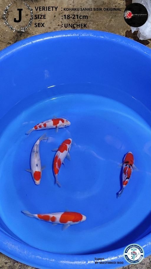 Lelang Koi Online, Jual Beli Ikan Koi, Pusat Jual Beli Koi, Info Lelang Koi Hari Ini, Platform Jual Beli Koi, Jual Beli Ikan Koi Online, Marketplace Ikan Koi, Jual Koi Terbaik, Tempat Beli Koi Berkualitas, Pasar Ikan Koi Online Terpercaya, Penjual Ikan Koi Terpercaya, Beli Koi Hias Online, Ikan Koi untuk Dijual, Koi Kualitas Terbaik, Toko Online Ikan Koi, Koi Hias Untuk Dijual, Jual Beli Ikan Koi Lokal, Koi Indonesia Online, Pusat Jual Beli Koi Terbesar