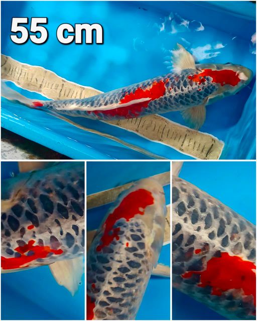 Lelang Koi Online, Jual Beli Ikan Koi, Pusat Jual Beli Koi, Info Lelang Koi Hari Ini, Platform Jual Beli Koi, Jual Beli Ikan Koi Online, Marketplace Ikan Koi, Jual Koi Terbaik, Tempat Beli Koi Berkualitas, Pasar Ikan Koi Online Terpercaya, Penjual Ikan Koi Terpercaya, Beli Koi Hias Online, Ikan Koi untuk Dijual, Koi Kualitas Terbaik, Toko Online Ikan Koi, Koi Hias Untuk Dijual, Jual Beli Ikan Koi Lokal, Koi Indonesia Online, Pusat Jual Beli Koi Terbesar