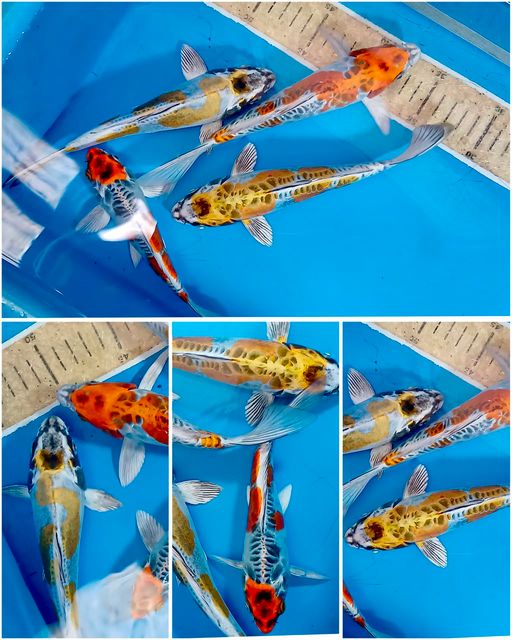Lelang Koi Online, Jual Beli Ikan Koi, Pusat Jual Beli Koi, Info Lelang Koi Hari Ini, Platform Jual Beli Koi, Jual Beli Ikan Koi Online, Marketplace Ikan Koi, Jual Koi Terbaik, Tempat Beli Koi Berkualitas, Pasar Ikan Koi Online Terpercaya, Penjual Ikan Koi Terpercaya, Beli Koi Hias Online, Ikan Koi untuk Dijual, Koi Kualitas Terbaik, Toko Online Ikan Koi, Koi Hias Untuk Dijual, Jual Beli Ikan Koi Lokal, Koi Indonesia Online, Pusat Jual Beli Koi Terbesar