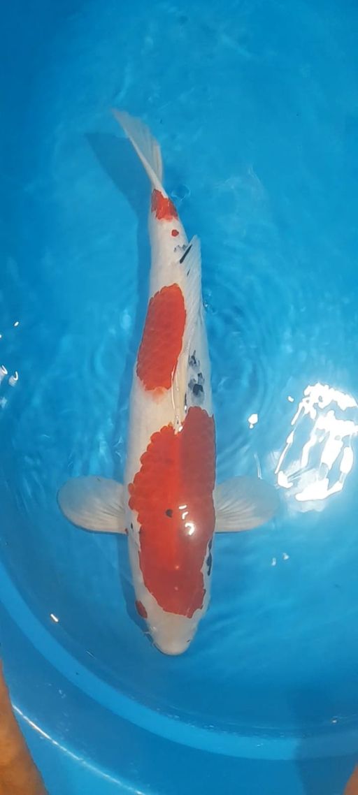 Lelang Koi Online, Jual Beli Ikan Koi, Pusat Jual Beli Koi, Info Lelang Koi Hari Ini, Platform Jual Beli Koi, Jual Beli Ikan Koi Online, Marketplace Ikan Koi, Jual Koi Terbaik, Tempat Beli Koi Berkualitas, Pasar Ikan Koi Online Terpercaya, Penjual Ikan Koi Terpercaya, Beli Koi Hias Online, Ikan Koi untuk Dijual, Koi Kualitas Terbaik, Toko Online Ikan Koi, Koi Hias Untuk Dijual, Jual Beli Ikan Koi Lokal, Koi Indonesia Online, Pusat Jual Beli Koi Terbesar