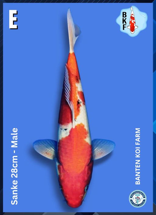 Lelang Koi Online, Jual Beli Ikan Koi, Pusat Jual Beli Koi, Info Lelang Koi Hari Ini, Platform Jual Beli Koi, Jual Beli Ikan Koi Online, Marketplace Ikan Koi, Jual Koi Terbaik, Tempat Beli Koi Berkualitas, Pasar Ikan Koi Online Terpercaya, Penjual Ikan Koi Terpercaya, Beli Koi Hias Online, Ikan Koi untuk Dijual, Koi Kualitas Terbaik, Toko Online Ikan Koi, Koi Hias Untuk Dijual, Jual Beli Ikan Koi Lokal, Koi Indonesia Online, Pusat Jual Beli Koi Terbesar