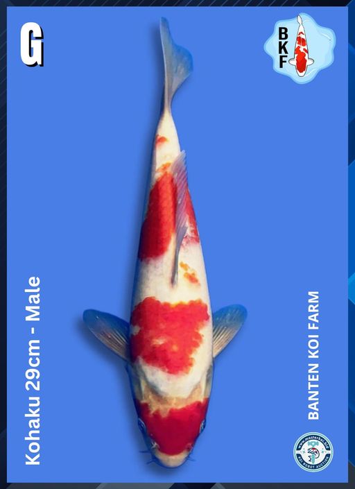 Lelang Koi Online, Jual Beli Ikan Koi, Pusat Jual Beli Koi, Info Lelang Koi Hari Ini, Platform Jual Beli Koi, Jual Beli Ikan Koi Online, Marketplace Ikan Koi, Jual Koi Terbaik, Tempat Beli Koi Berkualitas, Pasar Ikan Koi Online Terpercaya, Penjual Ikan Koi Terpercaya, Beli Koi Hias Online, Ikan Koi untuk Dijual, Koi Kualitas Terbaik, Toko Online Ikan Koi, Koi Hias Untuk Dijual, Jual Beli Ikan Koi Lokal, Koi Indonesia Online, Pusat Jual Beli Koi Terbesar