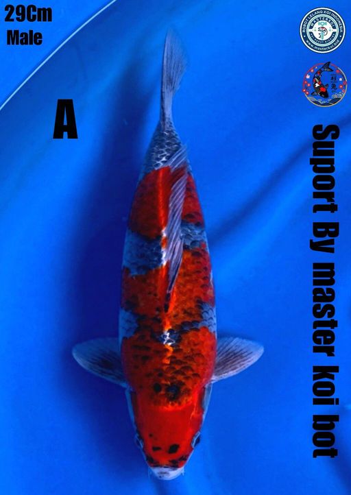 Lelang Koi Online, Jual Beli Ikan Koi, Pusat Jual Beli Koi, Info Lelang Koi Hari Ini, Platform Jual Beli Koi, Jual Beli Ikan Koi Online, Marketplace Ikan Koi, Jual Koi Terbaik, Tempat Beli Koi Berkualitas, Pasar Ikan Koi Online Terpercaya, Penjual Ikan Koi Terpercaya, Beli Koi Hias Online, Ikan Koi untuk Dijual, Koi Kualitas Terbaik, Toko Online Ikan Koi, Koi Hias Untuk Dijual, Jual Beli Ikan Koi Lokal, Koi Indonesia Online, Pusat Jual Beli Koi Terbesar
