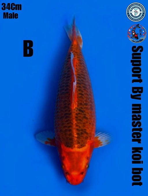 Lelang Koi Online, Jual Beli Ikan Koi, Pusat Jual Beli Koi, Info Lelang Koi Hari Ini, Platform Jual Beli Koi, Jual Beli Ikan Koi Online, Marketplace Ikan Koi, Jual Koi Terbaik, Tempat Beli Koi Berkualitas, Pasar Ikan Koi Online Terpercaya, Penjual Ikan Koi Terpercaya, Beli Koi Hias Online, Ikan Koi untuk Dijual, Koi Kualitas Terbaik, Toko Online Ikan Koi, Koi Hias Untuk Dijual, Jual Beli Ikan Koi Lokal, Koi Indonesia Online, Pusat Jual Beli Koi Terbesar