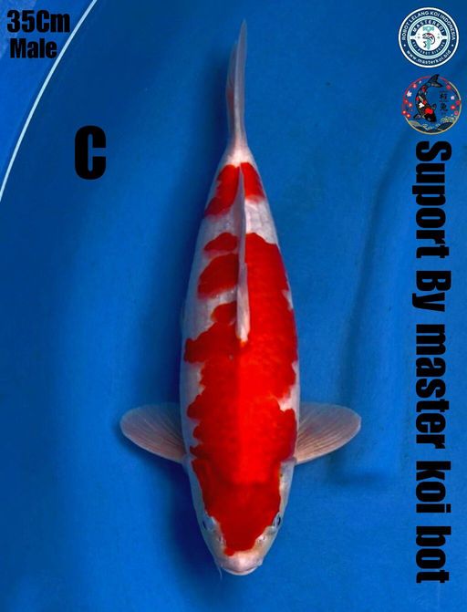 Lelang Koi Online, Jual Beli Ikan Koi, Pusat Jual Beli Koi, Info Lelang Koi Hari Ini, Platform Jual Beli Koi, Jual Beli Ikan Koi Online, Marketplace Ikan Koi, Jual Koi Terbaik, Tempat Beli Koi Berkualitas, Pasar Ikan Koi Online Terpercaya, Penjual Ikan Koi Terpercaya, Beli Koi Hias Online, Ikan Koi untuk Dijual, Koi Kualitas Terbaik, Toko Online Ikan Koi, Koi Hias Untuk Dijual, Jual Beli Ikan Koi Lokal, Koi Indonesia Online, Pusat Jual Beli Koi Terbesar