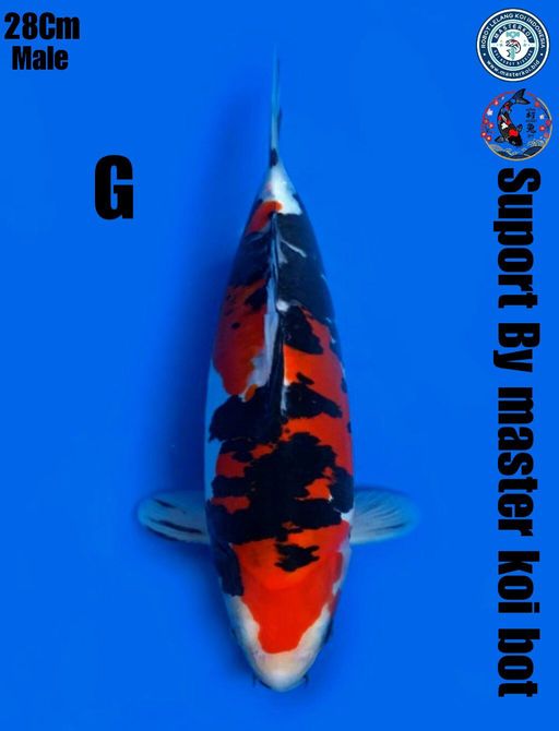 Lelang Koi Online, Jual Beli Ikan Koi, Pusat Jual Beli Koi, Info Lelang Koi Hari Ini, Platform Jual Beli Koi, Jual Beli Ikan Koi Online, Marketplace Ikan Koi, Jual Koi Terbaik, Tempat Beli Koi Berkualitas, Pasar Ikan Koi Online Terpercaya, Penjual Ikan Koi Terpercaya, Beli Koi Hias Online, Ikan Koi untuk Dijual, Koi Kualitas Terbaik, Toko Online Ikan Koi, Koi Hias Untuk Dijual, Jual Beli Ikan Koi Lokal, Koi Indonesia Online, Pusat Jual Beli Koi Terbesar