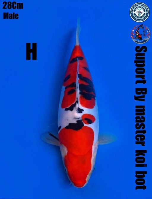 Lelang Koi Online, Jual Beli Ikan Koi, Pusat Jual Beli Koi, Info Lelang Koi Hari Ini, Platform Jual Beli Koi, Jual Beli Ikan Koi Online, Marketplace Ikan Koi, Jual Koi Terbaik, Tempat Beli Koi Berkualitas, Pasar Ikan Koi Online Terpercaya, Penjual Ikan Koi Terpercaya, Beli Koi Hias Online, Ikan Koi untuk Dijual, Koi Kualitas Terbaik, Toko Online Ikan Koi, Koi Hias Untuk Dijual, Jual Beli Ikan Koi Lokal, Koi Indonesia Online, Pusat Jual Beli Koi Terbesar