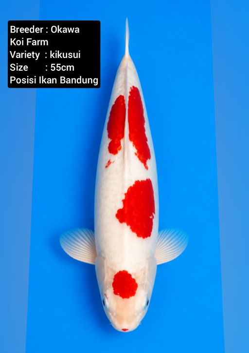 Lelang Koi Online, Jual Beli Ikan Koi, Pusat Jual Beli Koi, Info Lelang Koi Hari Ini, Platform Jual Beli Koi, Jual Beli Ikan Koi Online, Marketplace Ikan Koi, Jual Koi Terbaik, Tempat Beli Koi Berkualitas, Pasar Ikan Koi Online Terpercaya, Penjual Ikan Koi Terpercaya, Beli Koi Hias Online, Ikan Koi untuk Dijual, Koi Kualitas Terbaik, Toko Online Ikan Koi, Koi Hias Untuk Dijual, Jual Beli Ikan Koi Lokal, Koi Indonesia Online, Pusat Jual Beli Koi Terbesar
