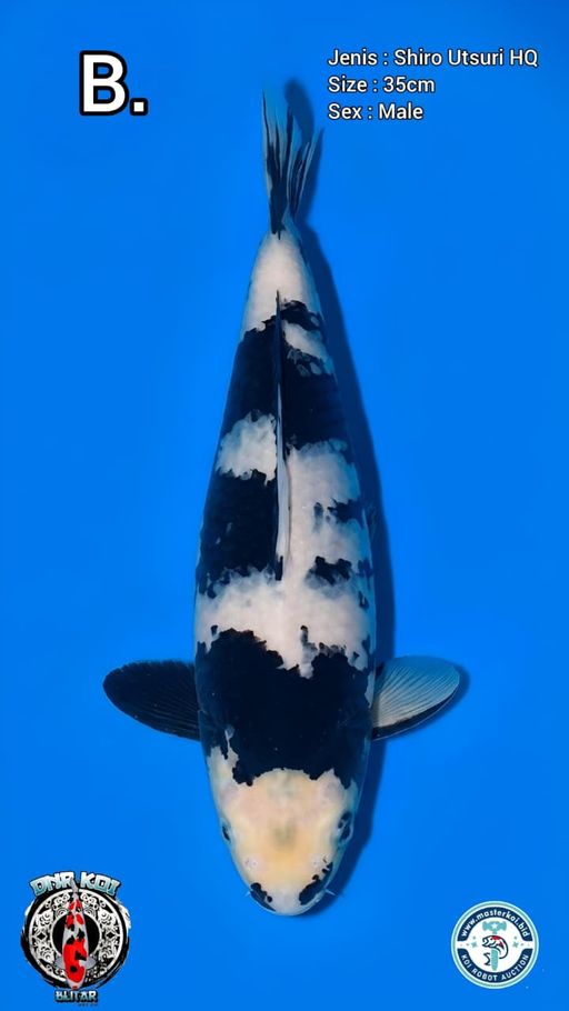 Lelang Koi Online, Jual Beli Ikan Koi, Pusat Jual Beli Koi, Info Lelang Koi Hari Ini, Platform Jual Beli Koi, Jual Beli Ikan Koi Online, Marketplace Ikan Koi, Jual Koi Terbaik, Tempat Beli Koi Berkualitas, Pasar Ikan Koi Online Terpercaya, Penjual Ikan Koi Terpercaya, Beli Koi Hias Online, Ikan Koi untuk Dijual, Koi Kualitas Terbaik, Toko Online Ikan Koi, Koi Hias Untuk Dijual, Jual Beli Ikan Koi Lokal, Koi Indonesia Online, Pusat Jual Beli Koi Terbesar