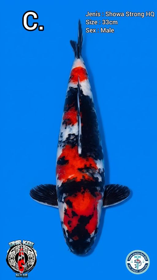 Lelang Koi Online, Jual Beli Ikan Koi, Pusat Jual Beli Koi, Info Lelang Koi Hari Ini, Platform Jual Beli Koi, Jual Beli Ikan Koi Online, Marketplace Ikan Koi, Jual Koi Terbaik, Tempat Beli Koi Berkualitas, Pasar Ikan Koi Online Terpercaya, Penjual Ikan Koi Terpercaya, Beli Koi Hias Online, Ikan Koi untuk Dijual, Koi Kualitas Terbaik, Toko Online Ikan Koi, Koi Hias Untuk Dijual, Jual Beli Ikan Koi Lokal, Koi Indonesia Online, Pusat Jual Beli Koi Terbesar
