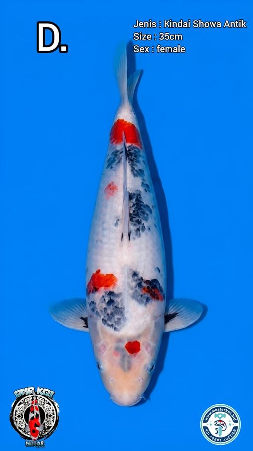 Lelang Koi Online, Jual Beli Ikan Koi, Pusat Jual Beli Koi, Info Lelang Koi Hari Ini, Platform Jual Beli Koi, Jual Beli Ikan Koi Online, Marketplace Ikan Koi, Jual Koi Terbaik, Tempat Beli Koi Berkualitas, Pasar Ikan Koi Online Terpercaya, Penjual Ikan Koi Terpercaya, Beli Koi Hias Online, Ikan Koi untuk Dijual, Koi Kualitas Terbaik, Toko Online Ikan Koi, Koi Hias Untuk Dijual, Jual Beli Ikan Koi Lokal, Koi Indonesia Online, Pusat Jual Beli Koi Terbesar