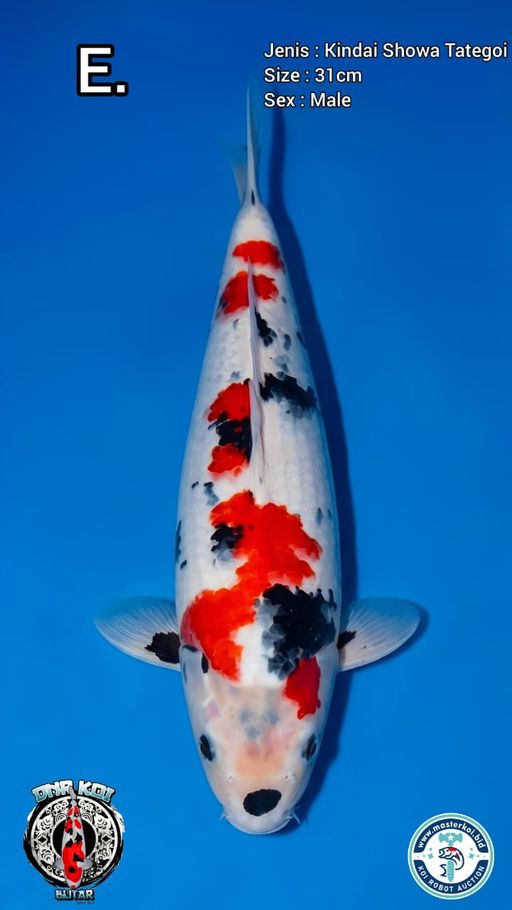 Lelang Koi Online, Jual Beli Ikan Koi, Pusat Jual Beli Koi, Info Lelang Koi Hari Ini, Platform Jual Beli Koi, Jual Beli Ikan Koi Online, Marketplace Ikan Koi, Jual Koi Terbaik, Tempat Beli Koi Berkualitas, Pasar Ikan Koi Online Terpercaya, Penjual Ikan Koi Terpercaya, Beli Koi Hias Online, Ikan Koi untuk Dijual, Koi Kualitas Terbaik, Toko Online Ikan Koi, Koi Hias Untuk Dijual, Jual Beli Ikan Koi Lokal, Koi Indonesia Online, Pusat Jual Beli Koi Terbesar