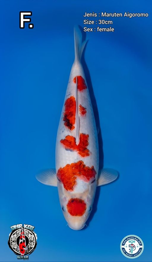 Lelang Koi Online, Jual Beli Ikan Koi, Pusat Jual Beli Koi, Info Lelang Koi Hari Ini, Platform Jual Beli Koi, Jual Beli Ikan Koi Online, Marketplace Ikan Koi, Jual Koi Terbaik, Tempat Beli Koi Berkualitas, Pasar Ikan Koi Online Terpercaya, Penjual Ikan Koi Terpercaya, Beli Koi Hias Online, Ikan Koi untuk Dijual, Koi Kualitas Terbaik, Toko Online Ikan Koi, Koi Hias Untuk Dijual, Jual Beli Ikan Koi Lokal, Koi Indonesia Online, Pusat Jual Beli Koi Terbesar