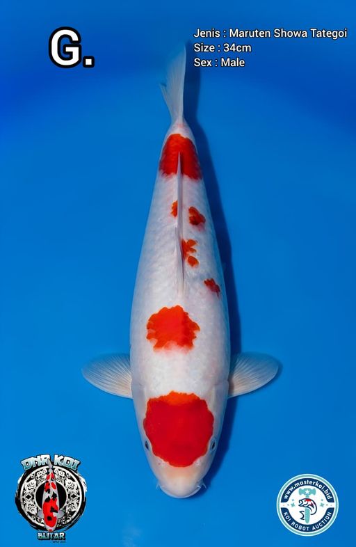 Lelang Koi Online, Jual Beli Ikan Koi, Pusat Jual Beli Koi, Info Lelang Koi Hari Ini, Platform Jual Beli Koi, Jual Beli Ikan Koi Online, Marketplace Ikan Koi, Jual Koi Terbaik, Tempat Beli Koi Berkualitas, Pasar Ikan Koi Online Terpercaya, Penjual Ikan Koi Terpercaya, Beli Koi Hias Online, Ikan Koi untuk Dijual, Koi Kualitas Terbaik, Toko Online Ikan Koi, Koi Hias Untuk Dijual, Jual Beli Ikan Koi Lokal, Koi Indonesia Online, Pusat Jual Beli Koi Terbesar
