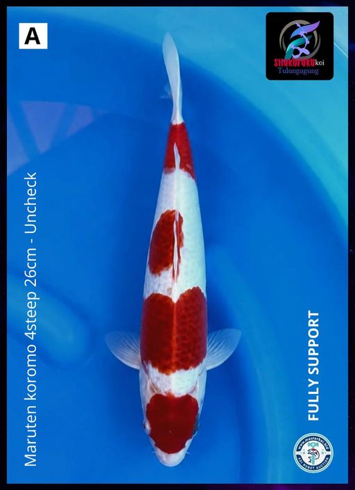 Lelang Koi Online, Jual Beli Ikan Koi, Pusat Jual Beli Koi, Info Lelang Koi Hari Ini, Platform Jual Beli Koi, Jual Beli Ikan Koi Online, Marketplace Ikan Koi, Jual Koi Terbaik, Tempat Beli Koi Berkualitas, Pasar Ikan Koi Online Terpercaya, Penjual Ikan Koi Terpercaya, Beli Koi Hias Online, Ikan Koi untuk Dijual, Koi Kualitas Terbaik, Toko Online Ikan Koi, Koi Hias Untuk Dijual, Jual Beli Ikan Koi Lokal, Koi Indonesia Online, Pusat Jual Beli Koi Terbesar