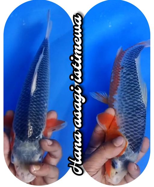 Lelang Koi Online, Jual Beli Ikan Koi, Pusat Jual Beli Koi, Info Lelang Koi Hari Ini, Platform Jual Beli Koi, Jual Beli Ikan Koi Online, Marketplace Ikan Koi, Jual Koi Terbaik, Tempat Beli Koi Berkualitas, Pasar Ikan Koi Online Terpercaya, Penjual Ikan Koi Terpercaya, Beli Koi Hias Online, Ikan Koi untuk Dijual, Koi Kualitas Terbaik, Toko Online Ikan Koi, Koi Hias Untuk Dijual, Jual Beli Ikan Koi Lokal, Koi Indonesia Online, Pusat Jual Beli Koi Terbesar
